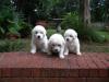 RYMARZ PUP 